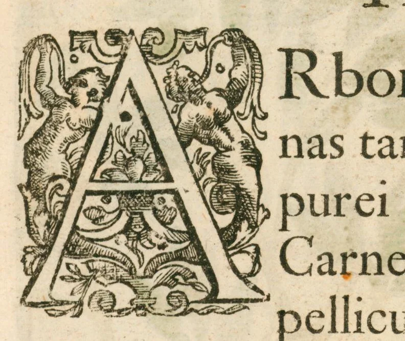 An illustration from Flora sinensis : fructus floresque humillime porrigens, serenissimo et potentissimo principi, ac domino, domino Leopoldo Ignatio, Hungariae regi florentissimo, &c. : fructus saeculo promittenti Augustissimos, 1656, leaf 51