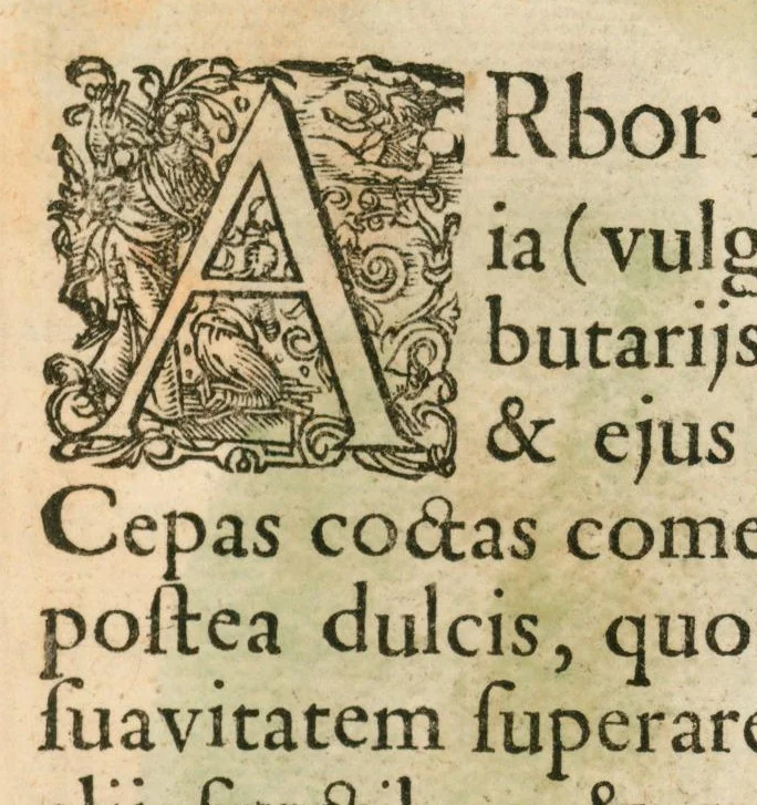 An illustration from Flora sinensis : fructus floresque humillime porrigens, serenissimo et potentissimo principi, ac domino, domino Leopoldo Ignatio, Hungariae regi florentissimo, &c. : fructus saeculo promittenti Augustissimos, 1656, leaf 55