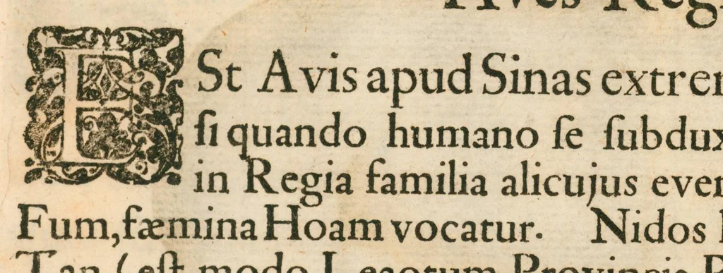 An illustration from Flora sinensis : fructus floresque humillime porrigens, serenissimo et potentissimo principi, ac domino, domino Leopoldo Ignatio, Hungariae regi florentissimo, &c. : fructus saeculo promittenti Augustissimos, 1656, leaf 67