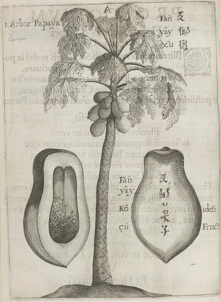An illustration from Flora sinensis, fructus floresque humillime porrigens serenissimo et potentissimo Leopoldo Ignatio, Hungariae regi florentissimo, &c. Fructus saecul promittenti Augustissimos, 1656, leaf 26