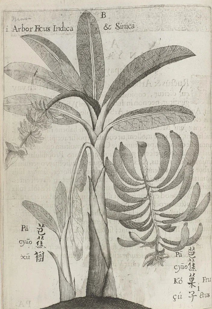 An illustration from Flora sinensis, fructus floresque humillime porrigens serenissimo et potentissimo Leopoldo Ignatio, Hungariae regi florentissimo, &c. Fructus saecul promittenti Augustissimos, 1656, leaf 28