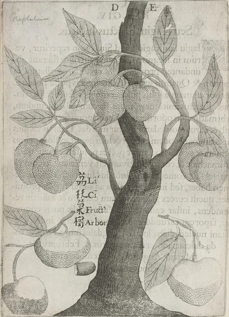 An illustration from Flora sinensis, fructus floresque humillime porrigens serenissimo et potentissimo Leopoldo Ignatio, Hungariae regi florentissimo, &c. Fructus saecul promittenti Augustissimos, 1656, leaf 32