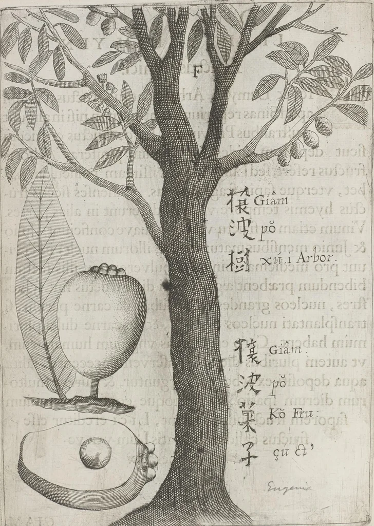 An illustration from Flora sinensis, fructus floresque humillime porrigens serenissimo et potentissimo Leopoldo Ignatio, Hungariae regi florentissimo, &c. Fructus saecul promittenti Augustissimos, 1656, leaf 34