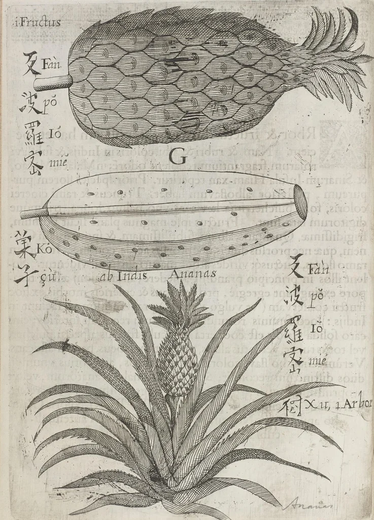 An illustration from Flora sinensis, fructus floresque humillime porrigens serenissimo et potentissimo Leopoldo Ignatio, Hungariae regi florentissimo, &c. Fructus saecul promittenti Augustissimos, 1656, leaf 36