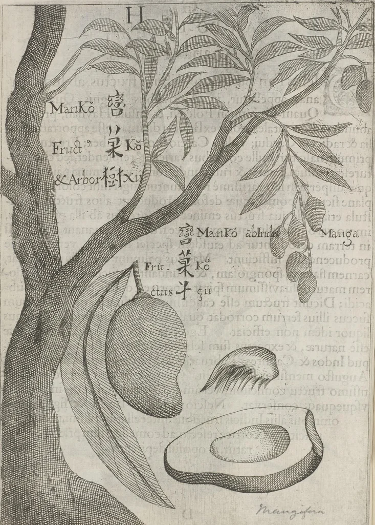 An illustration from Flora sinensis, fructus floresque humillime porrigens serenissimo et potentissimo Leopoldo Ignatio, Hungariae regi florentissimo, &c. Fructus saecul promittenti Augustissimos, 1656, leaf 38