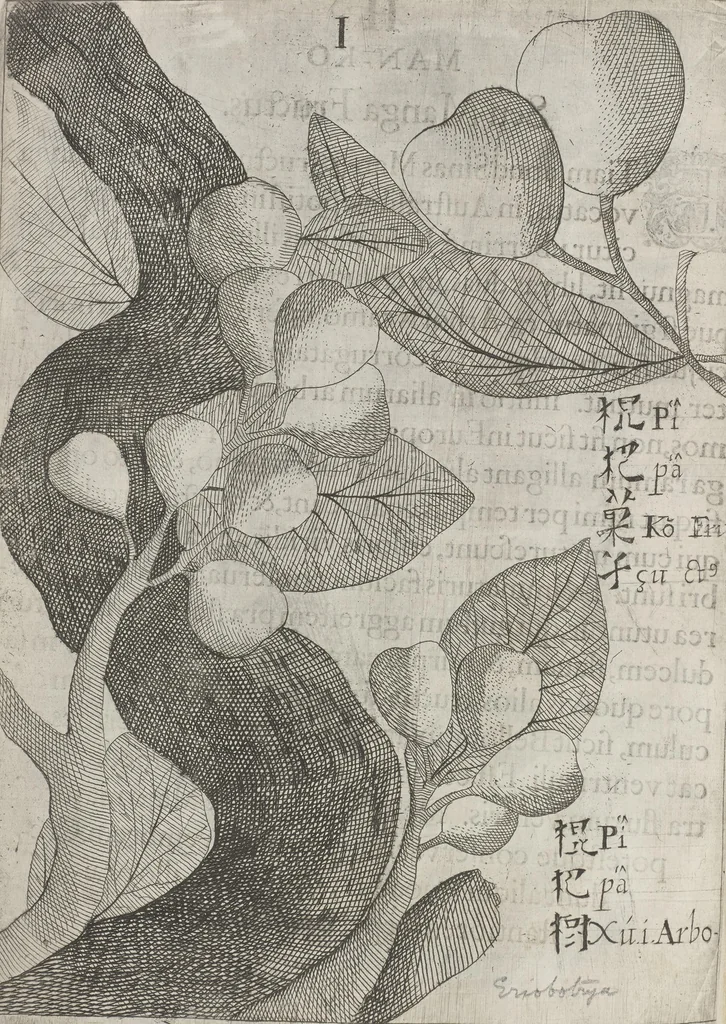 An illustration from Flora sinensis, fructus floresque humillime porrigens serenissimo et potentissimo Leopoldo Ignatio, Hungariae regi florentissimo, &c. Fructus saecul promittenti Augustissimos, 1656, leaf 40