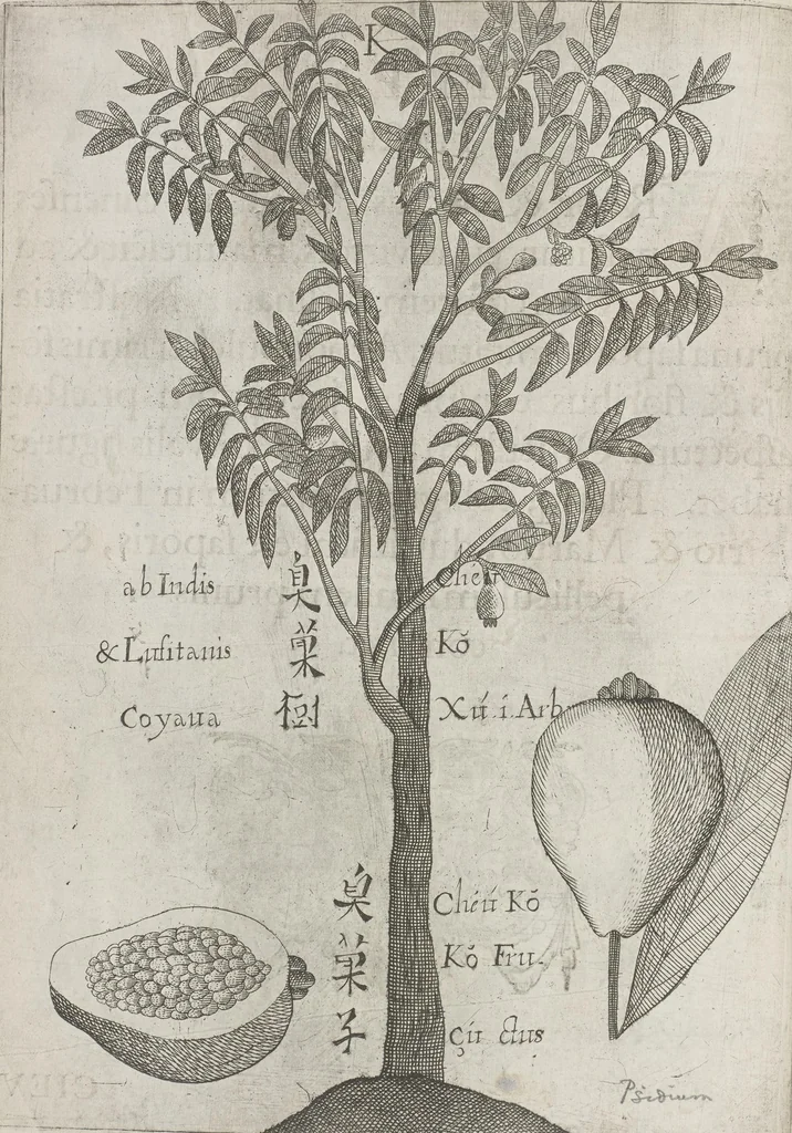 An illustration from Flora sinensis, fructus floresque humillime porrigens serenissimo et potentissimo Leopoldo Ignatio, Hungariae regi florentissimo, &c. Fructus saecul promittenti Augustissimos, 1656, leaf 42