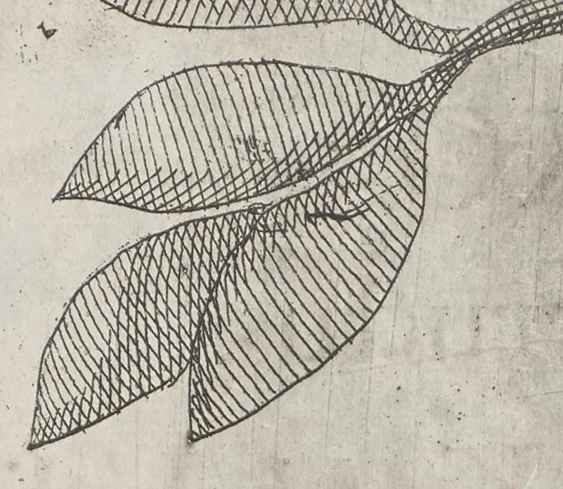 An illustration from Flora sinensis, fructus floresque humillime porrigens serenissimo et potentissimo Leopoldo Ignatio, Hungariae regi florentissimo, &c. Fructus saecul promittenti Augustissimos, 1656, leaf 44