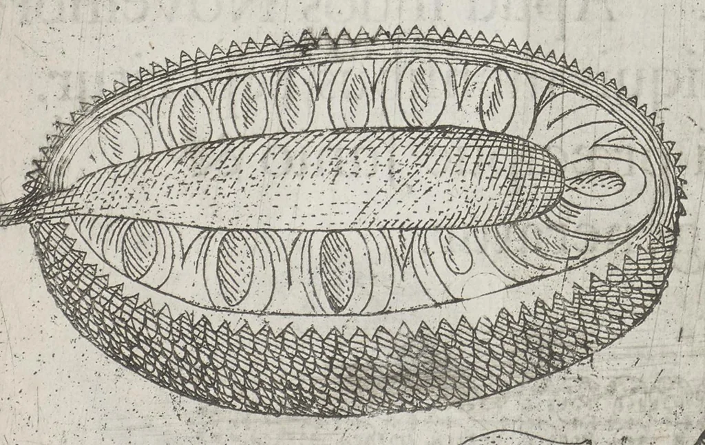 An illustration from Flora sinensis, fructus floresque humillime porrigens serenissimo et potentissimo Leopoldo Ignatio, Hungariae regi florentissimo, &c. Fructus saecul promittenti Augustissimos, 1656, leaf 44