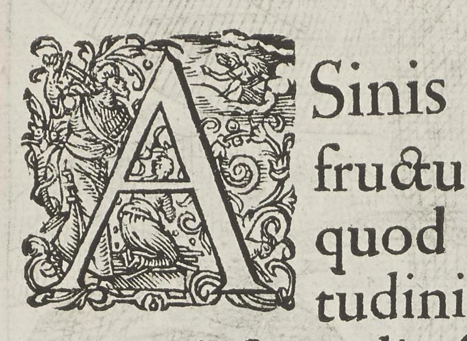 An illustration from Flora sinensis, fructus floresque humillime porrigens serenissimo et potentissimo Leopoldo Ignatio, Hungariae regi florentissimo, &c. Fructus saecul promittenti Augustissimos, 1656, leaf 45