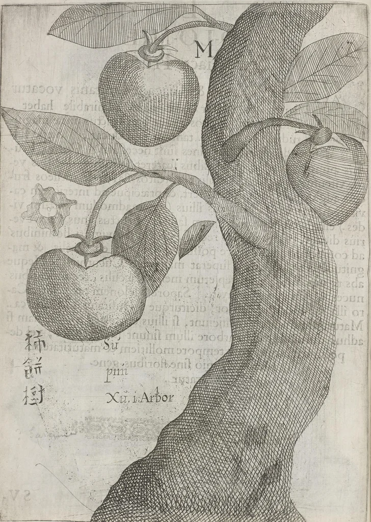An illustration from Flora sinensis, fructus floresque humillime porrigens serenissimo et potentissimo Leopoldo Ignatio, Hungariae regi florentissimo, &c. Fructus saecul promittenti Augustissimos, 1656, leaf 46