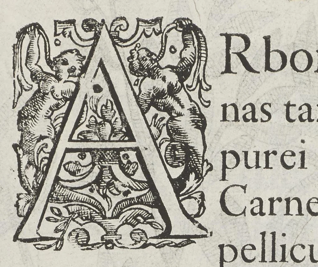 An illustration from Flora sinensis, fructus floresque humillime porrigens serenissimo et potentissimo Leopoldo Ignatio, Hungariae regi florentissimo, &c. Fructus saecul promittenti Augustissimos, 1656, leaf 47