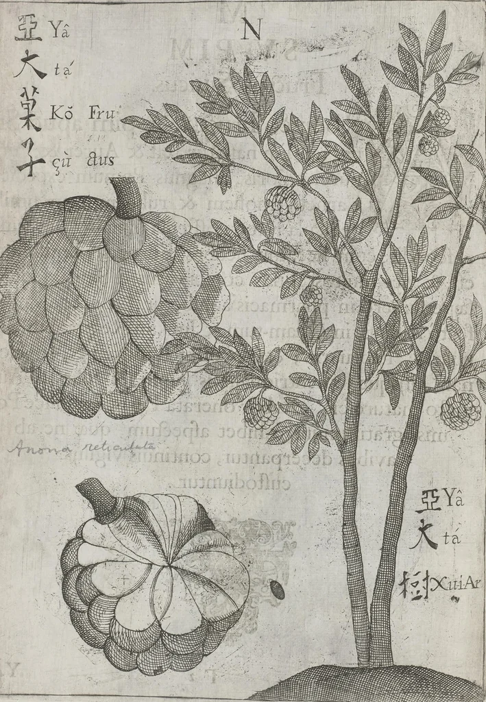 An illustration from Flora sinensis, fructus floresque humillime porrigens serenissimo et potentissimo Leopoldo Ignatio, Hungariae regi florentissimo, &c. Fructus saecul promittenti Augustissimos, 1656, leaf 48