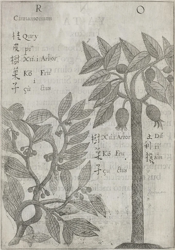 An illustration from Flora sinensis, fructus floresque humillime porrigens serenissimo et potentissimo Leopoldo Ignatio, Hungariae regi florentissimo, &c. Fructus saecul promittenti Augustissimos, 1656, leaf 50