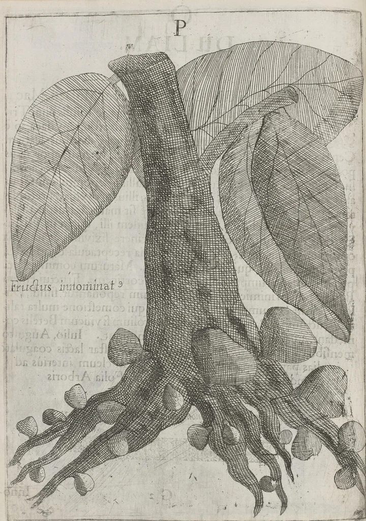 An illustration from Flora sinensis, fructus floresque humillime porrigens serenissimo et potentissimo Leopoldo Ignatio, Hungariae regi florentissimo, &c. Fructus saecul promittenti Augustissimos, 1656, leaf 52