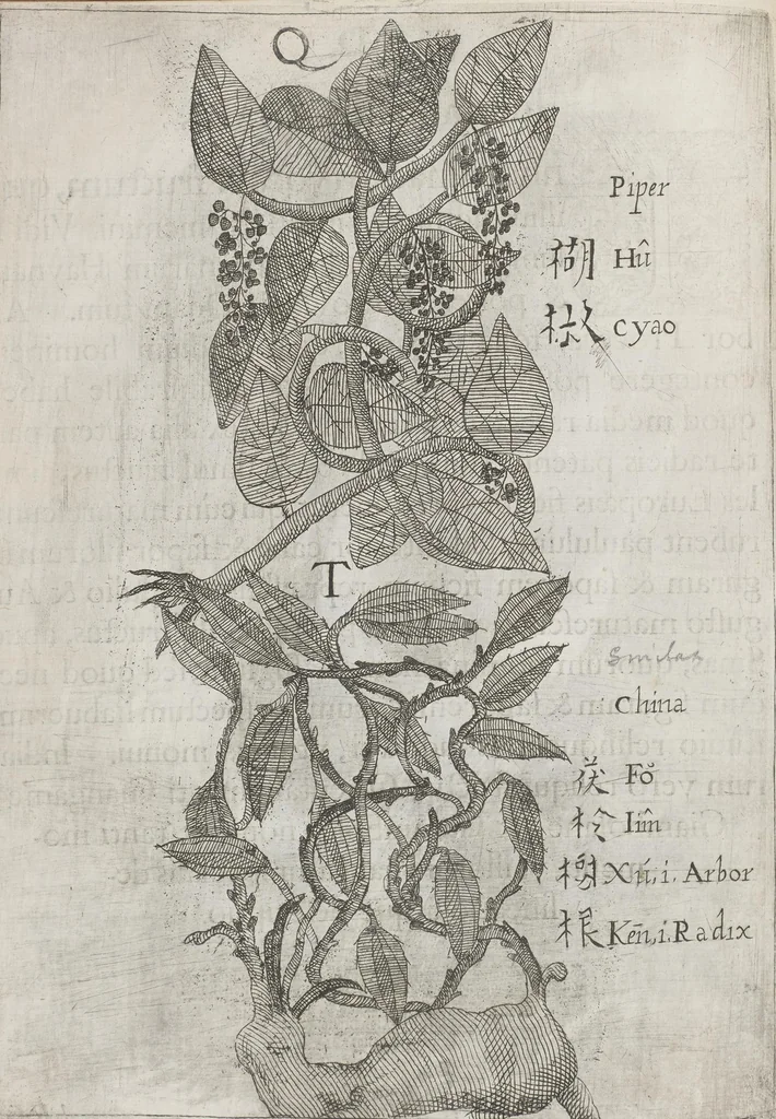 An illustration from Flora sinensis, fructus floresque humillime porrigens serenissimo et potentissimo Leopoldo Ignatio, Hungariae regi florentissimo, &c. Fructus saecul promittenti Augustissimos, 1656, leaf 54