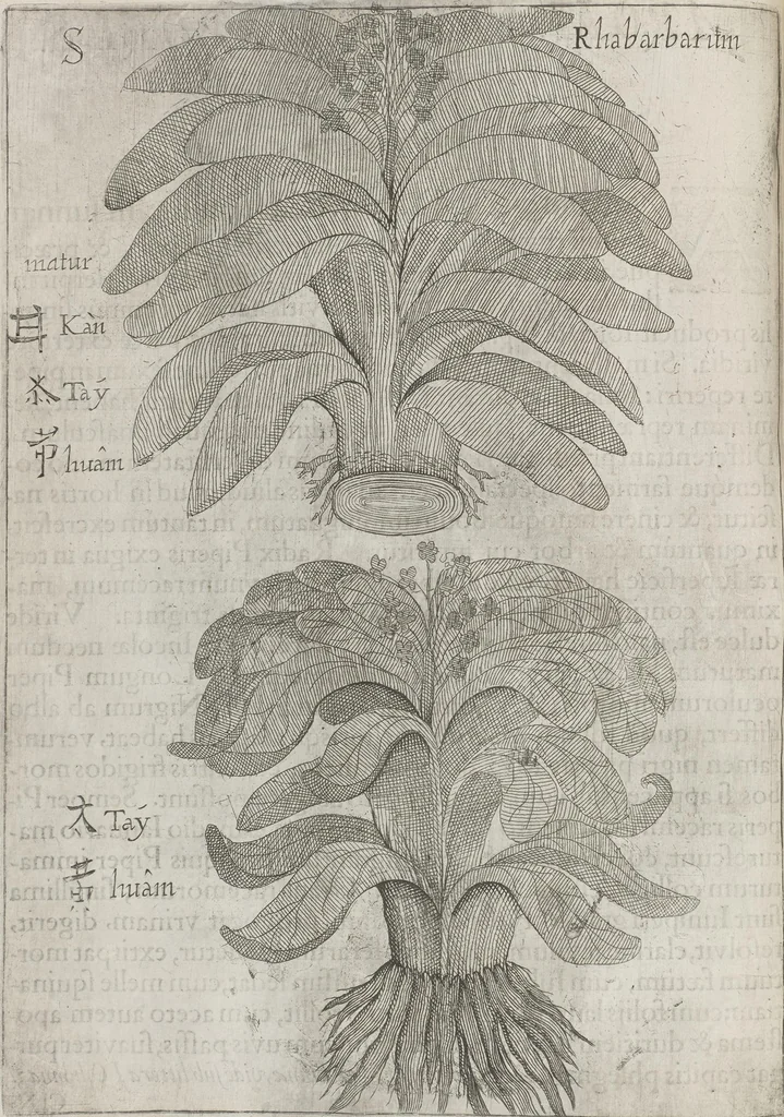 An illustration from Flora sinensis, fructus floresque humillime porrigens serenissimo et potentissimo Leopoldo Ignatio, Hungariae regi florentissimo, &c. Fructus saecul promittenti Augustissimos, 1656, leaf 56