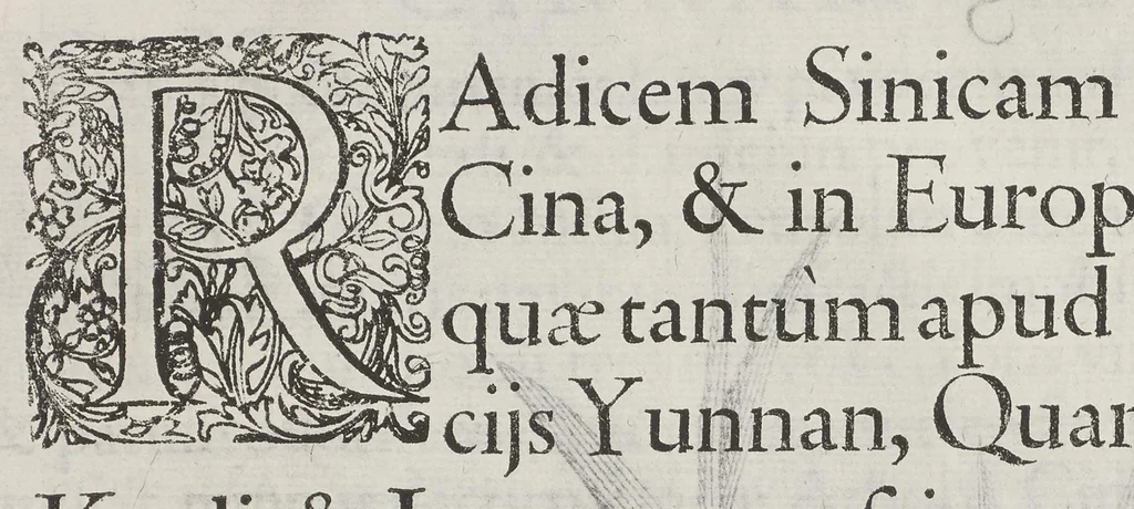 An illustration from Flora sinensis, fructus floresque humillime porrigens serenissimo et potentissimo Leopoldo Ignatio, Hungariae regi florentissimo, &c. Fructus saecul promittenti Augustissimos, 1656, leaf 60
