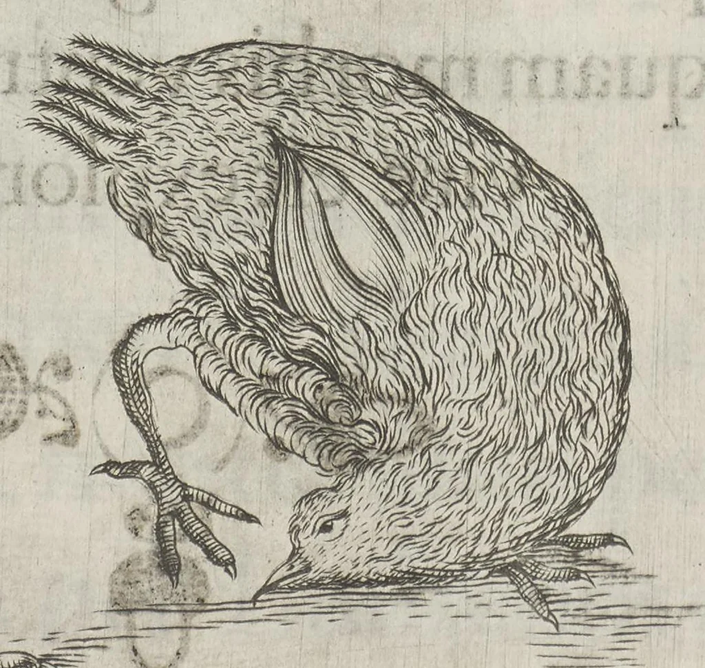 An illustration from Flora sinensis, fructus floresque humillime porrigens serenissimo et potentissimo Leopoldo Ignatio, Hungariae regi florentissimo, &c. Fructus saecul promittenti Augustissimos, 1656, leaf 62