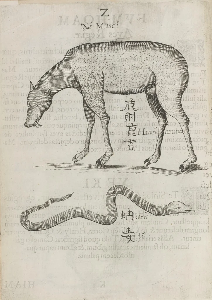 An illustration from Flora sinensis, fructus floresque humillime porrigens serenissimo et potentissimo Leopoldo Ignatio, Hungariae regi florentissimo, &c. Fructus saecul promittenti Augustissimos, 1656, leaf 64