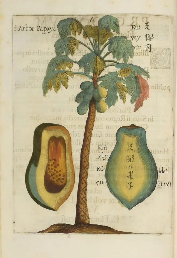 An illustration from Flora sinensis : fructus floresque humillime porrigens serenissiomo et potentissimo Leopoldo Ignatio, Hungariae regi florentissimo, &c. Fructus saecul promittenti Augustissimos, 1656, leaf 26