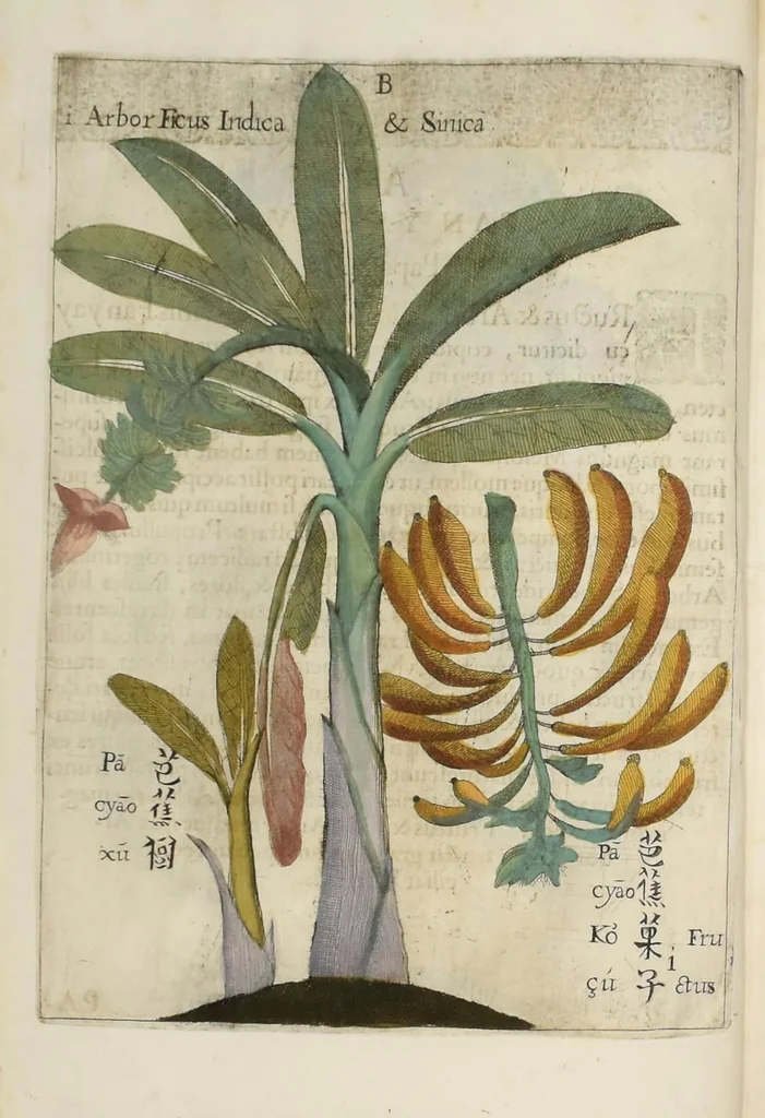 An illustration from Flora sinensis : fructus floresque humillime porrigens serenissiomo et potentissimo Leopoldo Ignatio, Hungariae regi florentissimo, &c. Fructus saecul promittenti Augustissimos, 1656, leaf 28