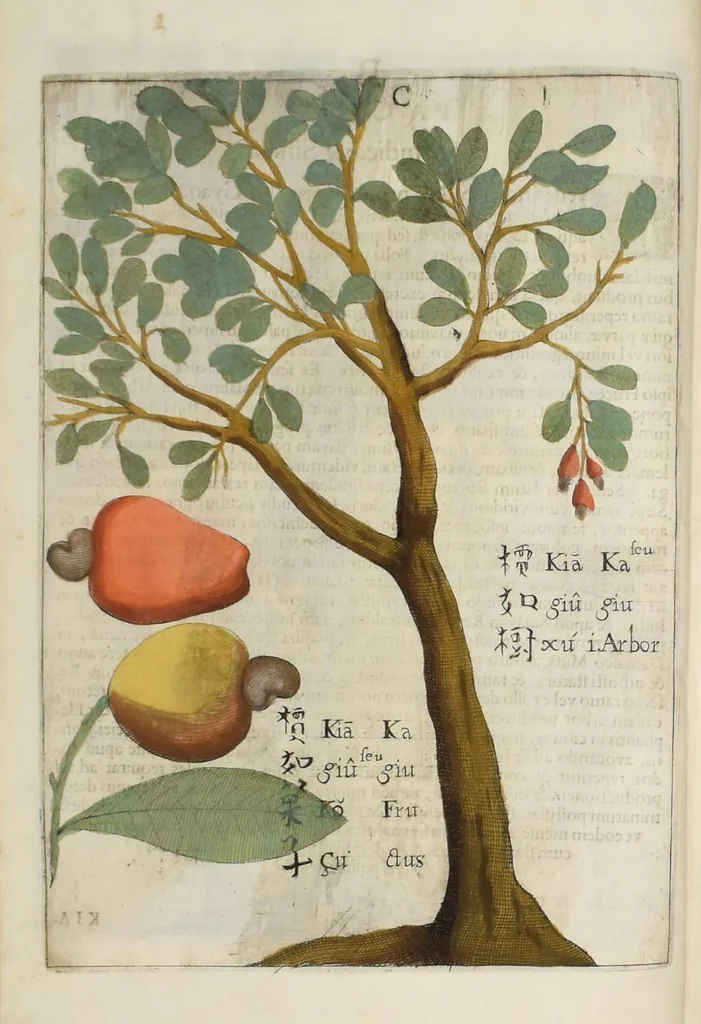 An illustration from Flora sinensis : fructus floresque humillime porrigens serenissiomo et potentissimo Leopoldo Ignatio, Hungariae regi florentissimo, &c. Fructus saecul promittenti Augustissimos, 1656, leaf 30