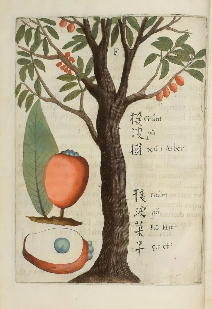An illustration from Flora sinensis : fructus floresque humillime porrigens serenissiomo et potentissimo Leopoldo Ignatio, Hungariae regi florentissimo, &c. Fructus saecul promittenti Augustissimos, 1656, leaf 34