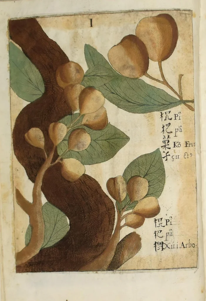 An illustration from Flora sinensis : fructus floresque humillime porrigens serenissiomo et potentissimo Leopoldo Ignatio, Hungariae regi florentissimo, &c. Fructus saecul promittenti Augustissimos, 1656, leaf 40