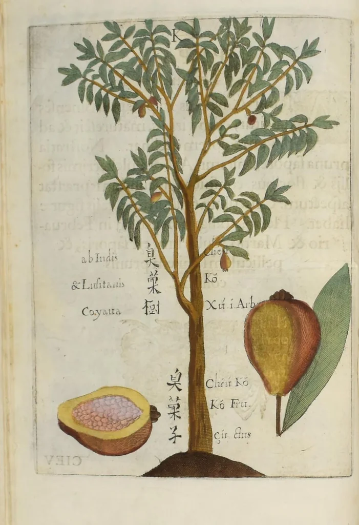 An illustration from Flora sinensis : fructus floresque humillime porrigens serenissiomo et potentissimo Leopoldo Ignatio, Hungariae regi florentissimo, &c. Fructus saecul promittenti Augustissimos, 1656, leaf 42