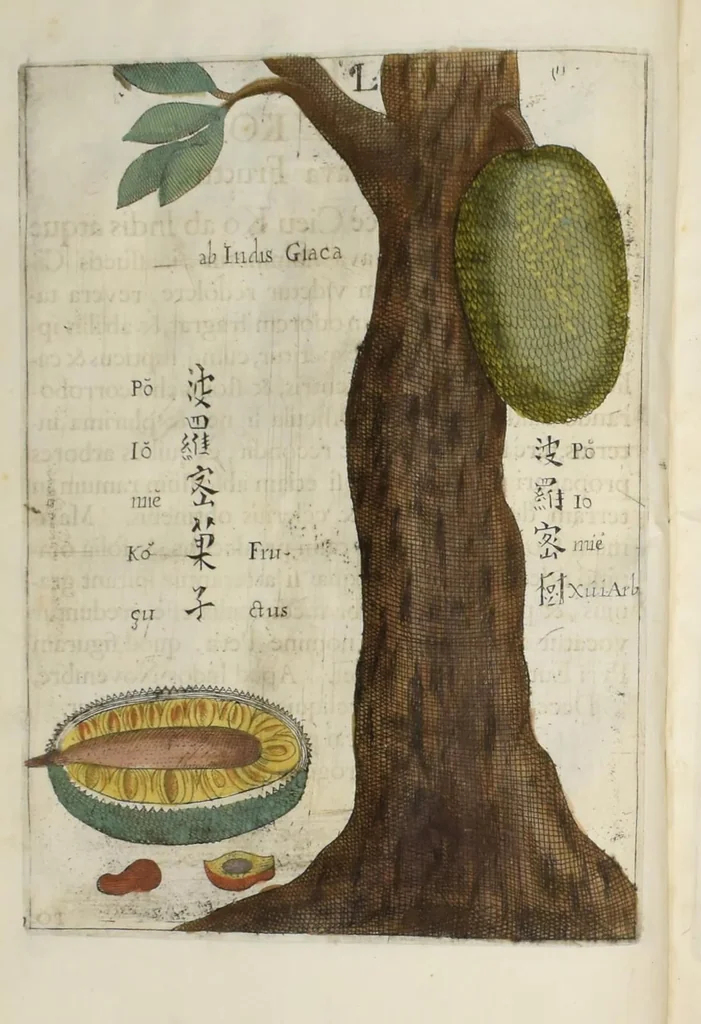 An illustration from Flora sinensis : fructus floresque humillime porrigens serenissiomo et potentissimo Leopoldo Ignatio, Hungariae regi florentissimo, &c. Fructus saecul promittenti Augustissimos, 1656, leaf 44