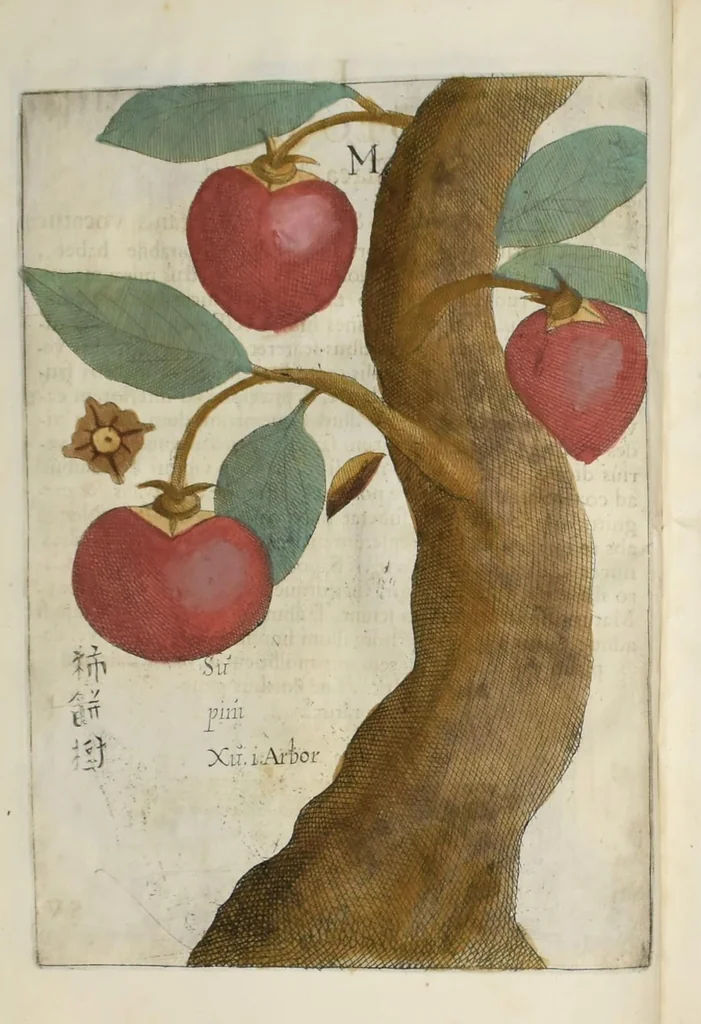 An illustration from Flora sinensis : fructus floresque humillime porrigens serenissiomo et potentissimo Leopoldo Ignatio, Hungariae regi florentissimo, &c. Fructus saecul promittenti Augustissimos, 1656, leaf 46