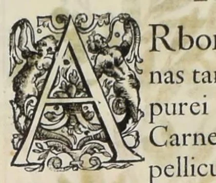 An illustration from Flora sinensis : fructus floresque humillime porrigens serenissiomo et potentissimo Leopoldo Ignatio, Hungariae regi florentissimo, &c. Fructus saecul promittenti Augustissimos, 1656, leaf 47