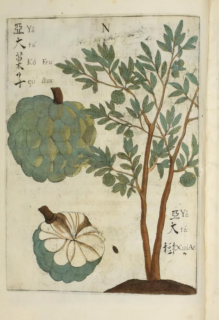 An illustration from Flora sinensis : fructus floresque humillime porrigens serenissiomo et potentissimo Leopoldo Ignatio, Hungariae regi florentissimo, &c. Fructus saecul promittenti Augustissimos, 1656, leaf 48