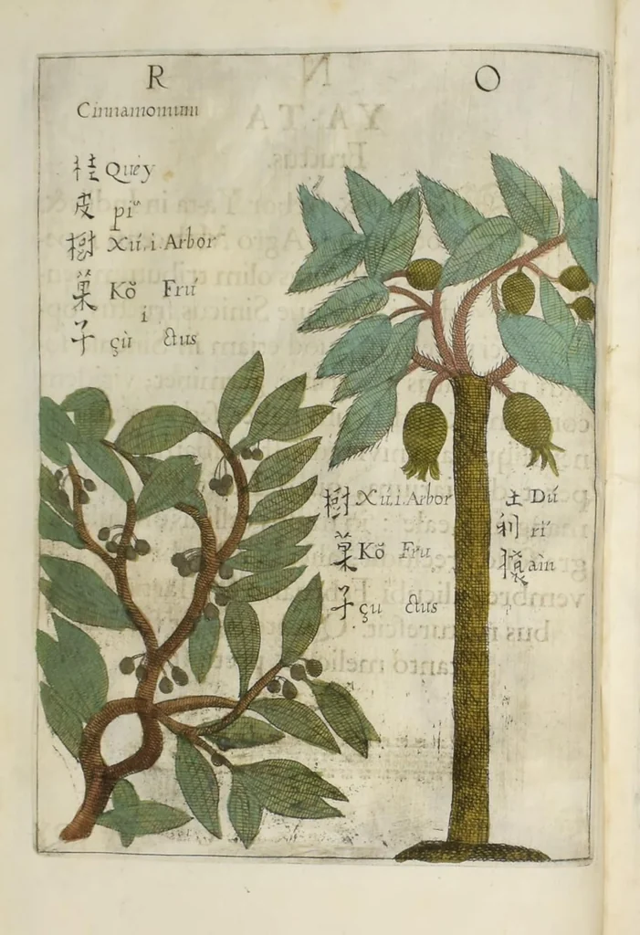 An illustration from Flora sinensis : fructus floresque humillime porrigens serenissiomo et potentissimo Leopoldo Ignatio, Hungariae regi florentissimo, &c. Fructus saecul promittenti Augustissimos, 1656, leaf 50