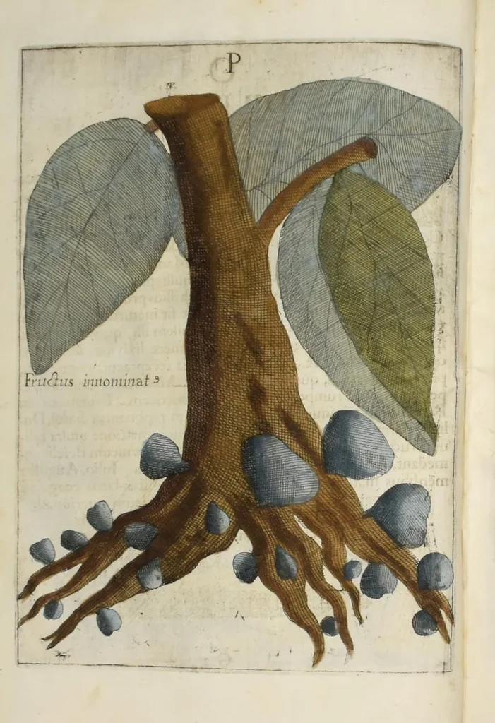 An illustration from Flora sinensis : fructus floresque humillime porrigens serenissiomo et potentissimo Leopoldo Ignatio, Hungariae regi florentissimo, &c. Fructus saecul promittenti Augustissimos, 1656, leaf 52