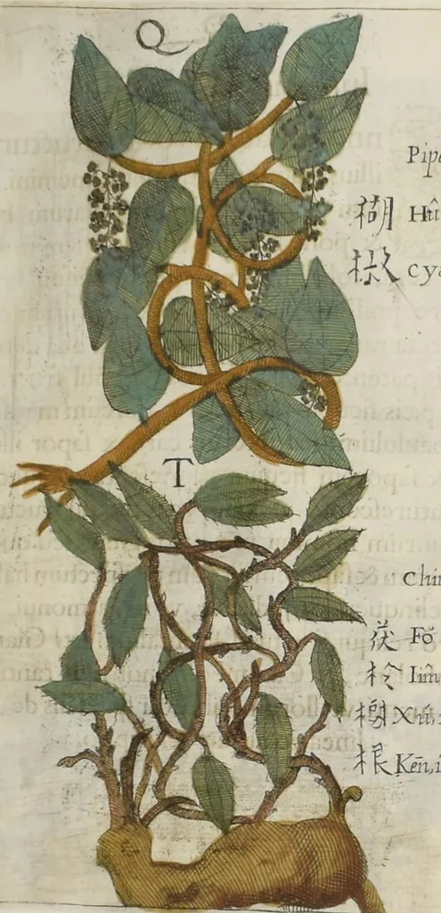 An illustration from Flora sinensis : fructus floresque humillime porrigens serenissiomo et potentissimo Leopoldo Ignatio, Hungariae regi florentissimo, &c. Fructus saecul promittenti Augustissimos, 1656, leaf 54