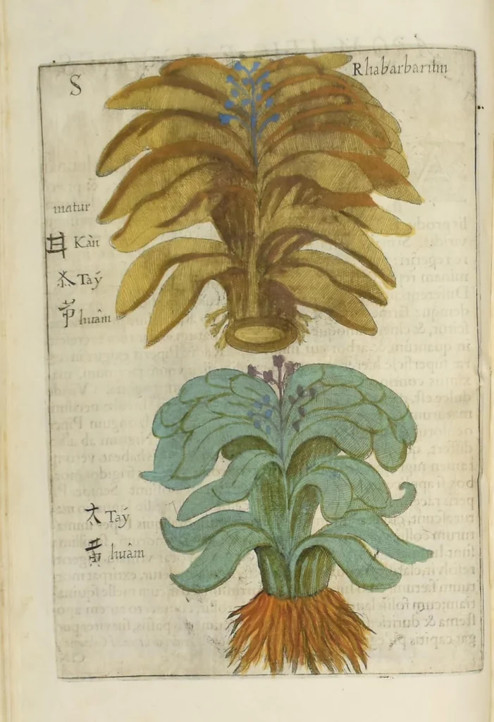 An illustration from Flora sinensis : fructus floresque humillime porrigens serenissiomo et potentissimo Leopoldo Ignatio, Hungariae regi florentissimo, &c. Fructus saecul promittenti Augustissimos, 1656, leaf 56