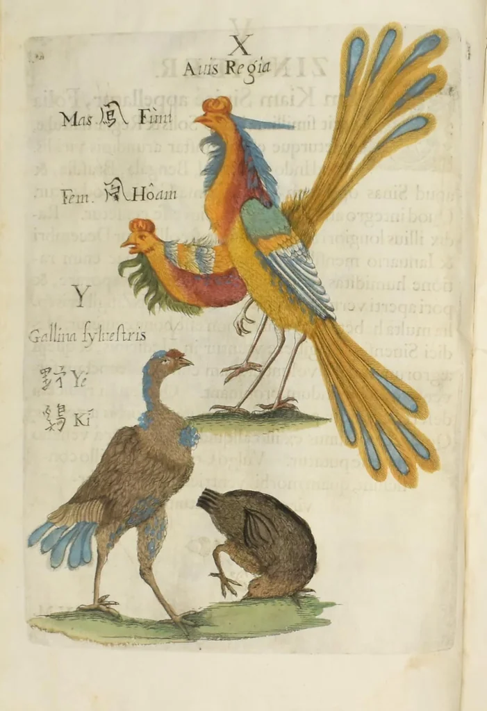 An illustration from Flora sinensis : fructus floresque humillime porrigens serenissiomo et potentissimo Leopoldo Ignatio, Hungariae regi florentissimo, &c. Fructus saecul promittenti Augustissimos, 1656, leaf 62