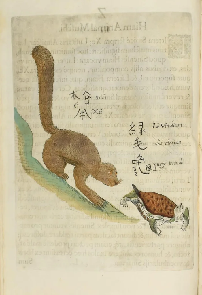 An illustration from Flora sinensis : fructus floresque humillime porrigens serenissiomo et potentissimo Leopoldo Ignatio, Hungariae regi florentissimo, &c. Fructus saecul promittenti Augustissimos, 1656, leaf 66