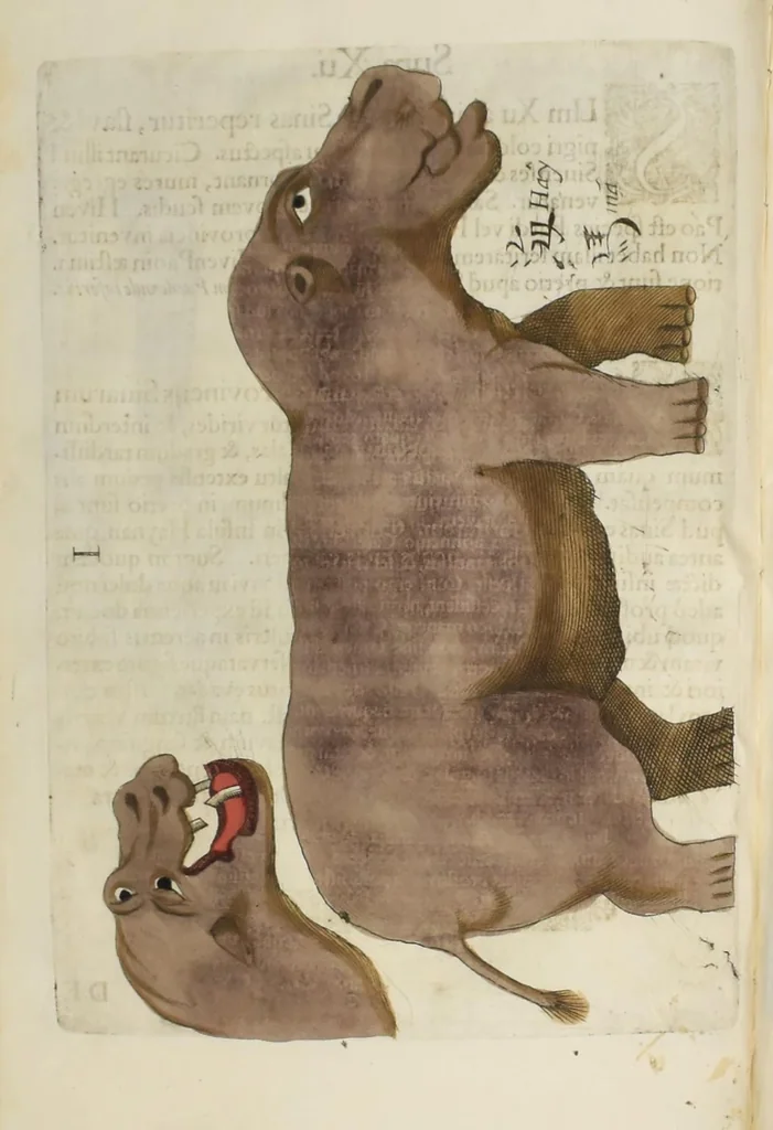 An illustration from Flora sinensis : fructus floresque humillime porrigens serenissiomo et potentissimo Leopoldo Ignatio, Hungariae regi florentissimo, &c. Fructus saecul promittenti Augustissimos, 1656, leaf 68