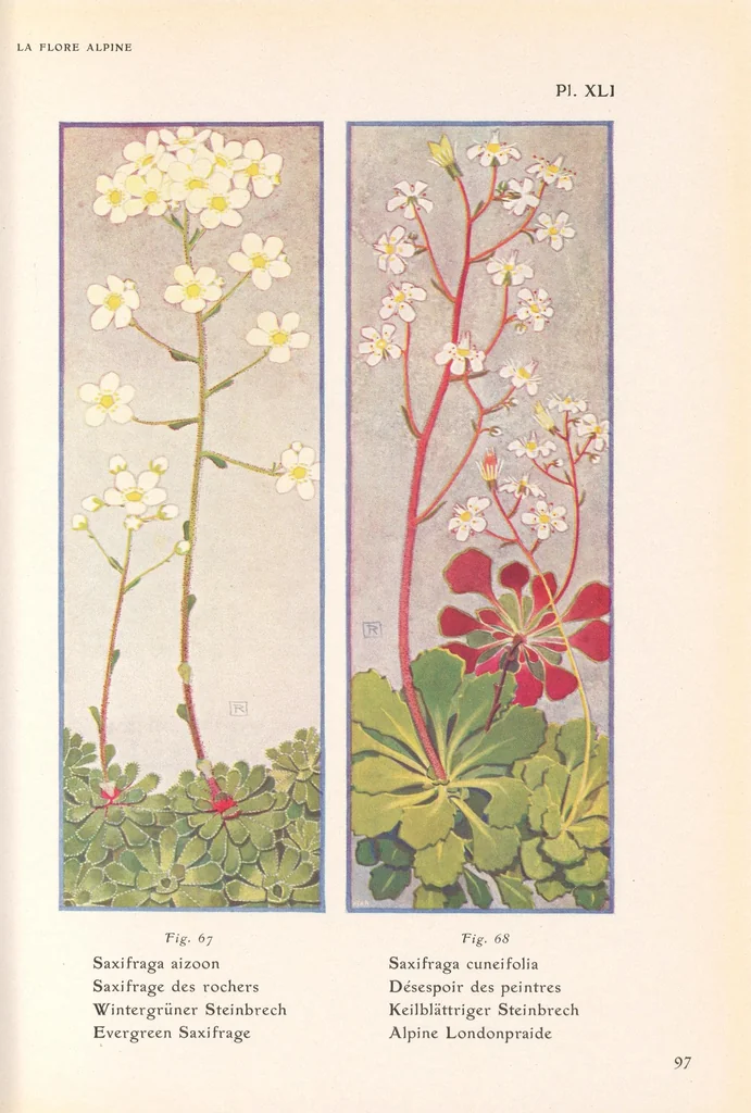 An illustration from La flore alpine, 1908, leaf 101