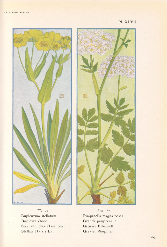An illustration from La flore alpine, 1908, leaf 113