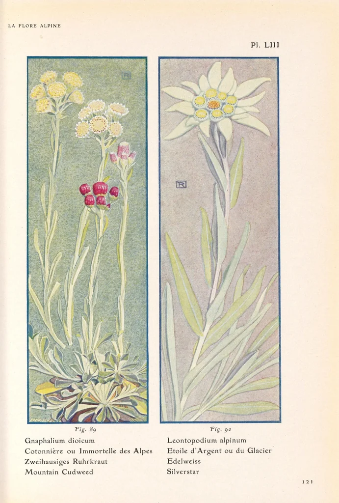 An illustration from La flore alpine, 1908, leaf 125