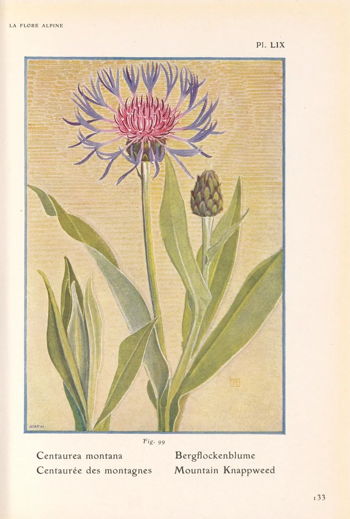 An illustration from La flore alpine, 1908, leaf 137