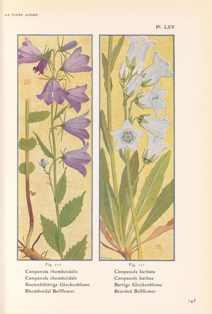 An illustration from La flore alpine, 1908, leaf 149