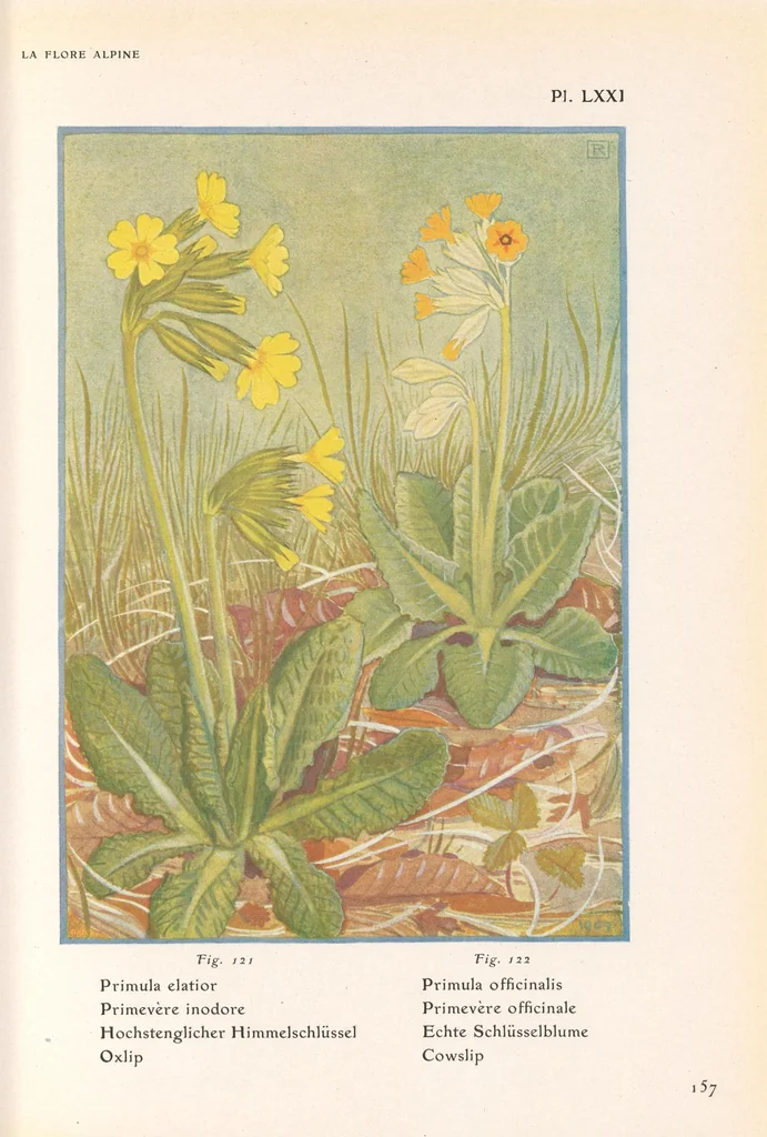 An illustration from La flore alpine, 1908, leaf 161