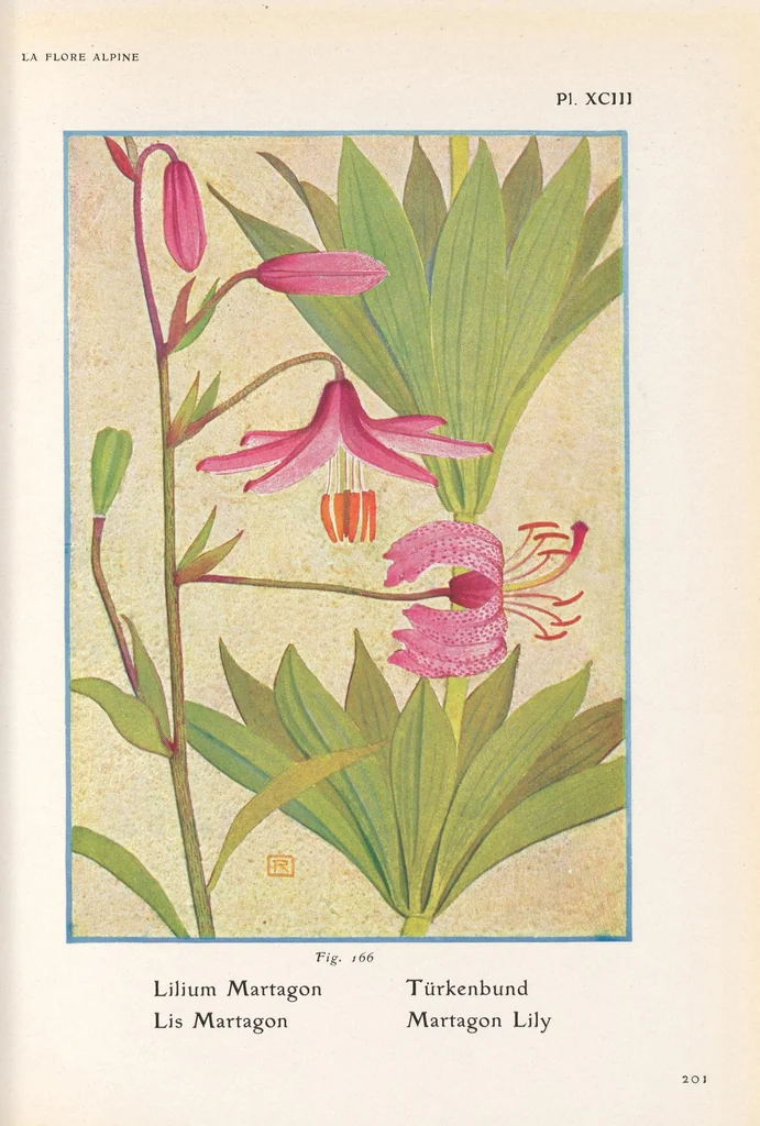An illustration from La flore alpine, 1908, leaf 205