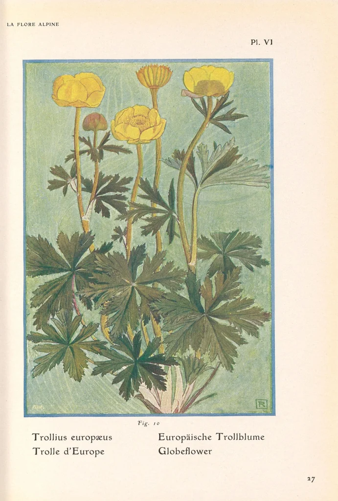 An illustration from La flore alpine, 1908, leaf 31