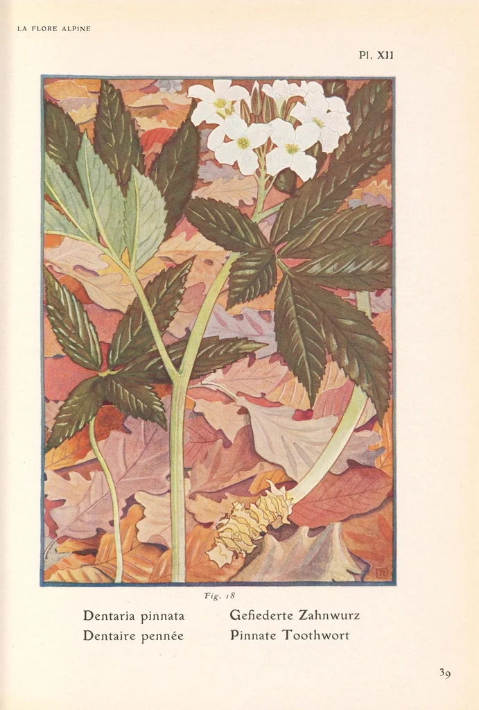 An illustration from La flore alpine, 1908, leaf 43